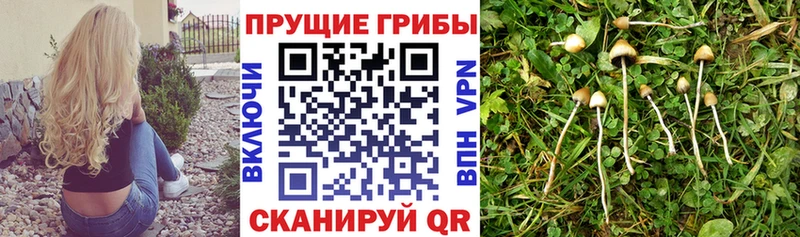 Псилоцибиновые грибы прущие грибы  продажа наркотиков  Кондопога 